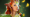 Enchantress