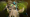 Treant Protector